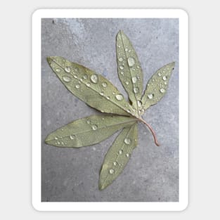 Wet passiflora leaf Magnet